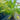 Livistonia Chinensis - Chinese Fan Palm 400mm pot Plant