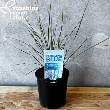 Lomandra ’Blooming Blue’ - 140mm pot - Plant