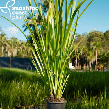 Lomandra ’Hystrix’ - 130mm pot - Plant