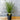 Lomandra Lime Tuff 140mm pot