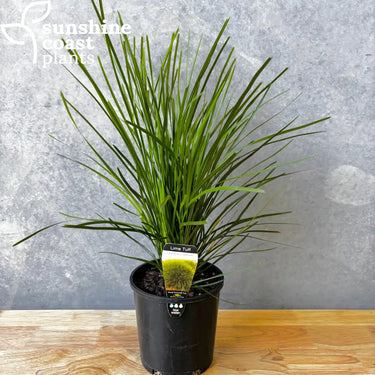 Lomandra Lime Tuff 140mm pot