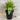 Lomandra ’Little Con” 140mm pot Plant