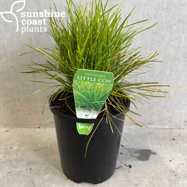 Lomandra ’Little Con” 140mm pot Plant