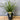 Lomandra ’Little Pal” - 140mm pot - Plant
