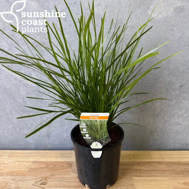 Lomandra ’Little Pal” - 140mm pot - Plant
