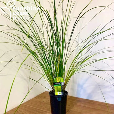 Lomandra ’Verday’ 140mm pot Plant