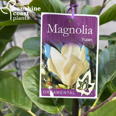 Magnolia Denudata 300mm pot