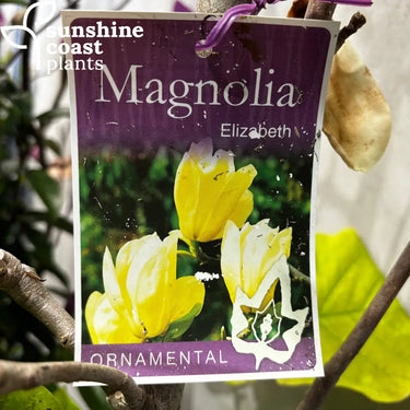 Magnolia Elizabeth