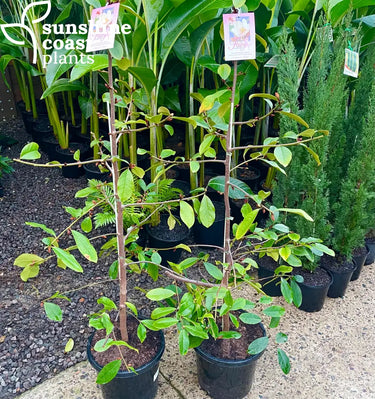 Magnolia ‘Fairy Blush’ 300mm pot Plant