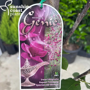 Magnolia Genie 300mm pot