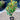 Magnolia grandiflora Little Gem Plant