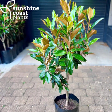 Magnolia grandiflora Little Gem Plant