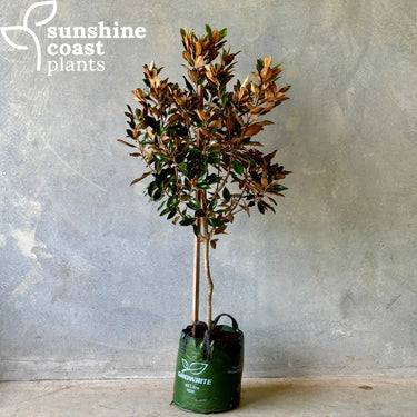 Magnolia Little Gem - Plant