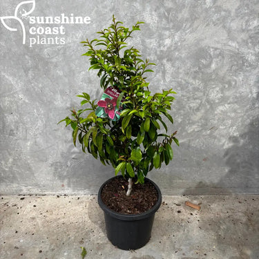 Magnolia Stellar Ruby - 300mm pot