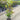 Magnolia "Sweet Spire" 300mm pot