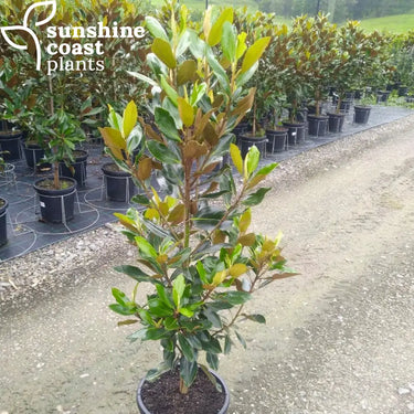 Magnolia "Sweet Spire" 300mm pot