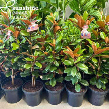 Magnolia grandiflora ’Teddy Bear’ 250mm pot Plant