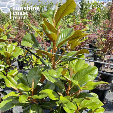 Magnolia grandiflora ’Teddy Bear’ 300mm pot Plant