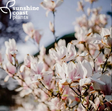 Magnolia x soulangeana 200mm pot