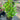 Michelia Figo - Port Wine Magnolia 200mm pot Plant
