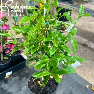 Michelia Figo - Port Wine Magnolia 200mm pot Plant