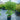 Michelia Figo - Port Wine Magnolia 300mm pot Plant