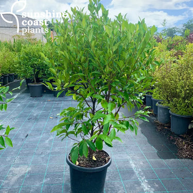 Michelia Figo - Port Wine Magnolia 300mm pot Plant