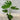 Monstera deliciosa - Swiss Cheese Plant Plant