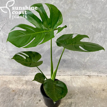 Monstera deliciosa - Swiss Cheese Plant Plant