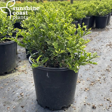 Murraya Min a Min - Dwarf Mock Orange 200mm pot Plant