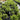 Murraya Min a Min - Dwarf Mock Orange Plant