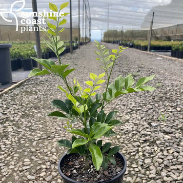 Murraya paniculata - Mock Orange 140mm pot Plant