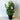 Murraya paniculata 250mm pot