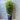 Murraya paniculata - Mock Orange - 300mm pot - Plant
