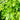 Murraya paniculata - Mock Orange Plant