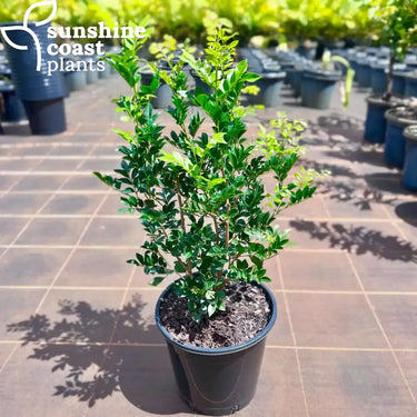 Murraya paniculata - Sweet Privacy