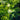 Murraya paniculata Sweet Privacy Flower