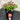Nandina Blush 140mm pot