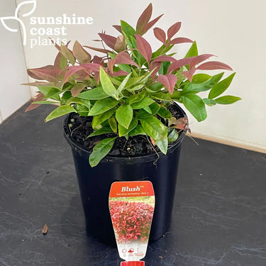 Nandina Blush 140mm pot
