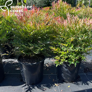 Nandina Domestica ‘Nana’ 200mm pot Plant
