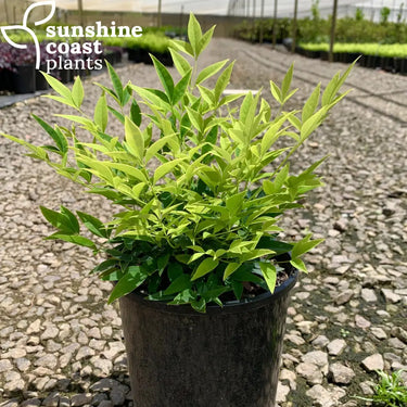 Nandina Magical Lemon Lime™ 140mm pot Plant