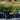 Nandina Moon Bay 140mm pot Plant