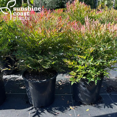 Nandina Moon Bay 140mm pot Plant