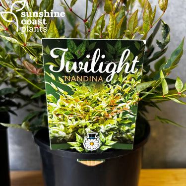 Nandina Twilight - 140mm pot - Plant