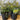 Nandina Twilight - 140mm pot - Plant