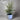 Frantoio Olive Tree 45Ltr bag in our Coastline Planter