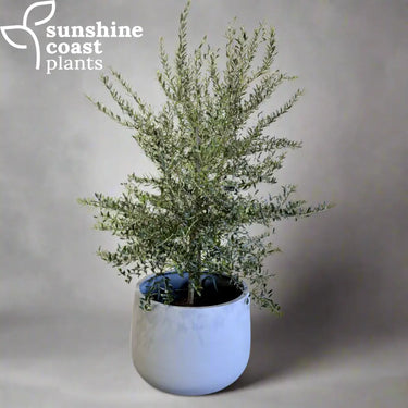 Manzanillo Olive Tree 45Ltr bag in our Coastline Planter