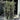 Olea europaea ‘Manzanillo’ - Manzanillo Olive Tree - 45ltr bag