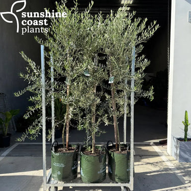 Olea europaea ‘Manzanillo’ - Manzanillo Olive Tree - 45ltr bag