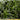 Mondo Grass foliage